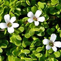 Bacopa monnieri